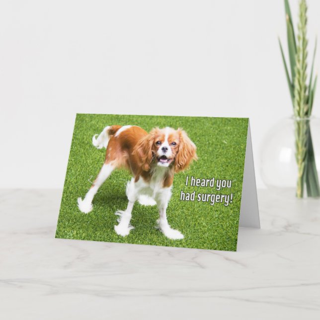 Cavalier King Charles Spaniel Recovery Card (Front)
