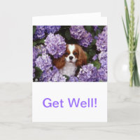 Cavalier King Charles Spaniel Red and White