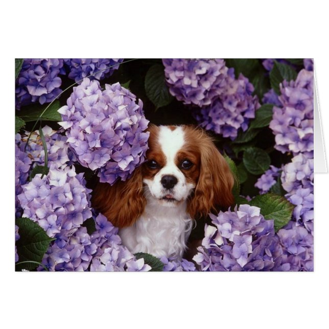Cavalier King Charles Spaniel Rouge et blanc (Devant horizontal)