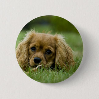 Cavalier King Charles Spaniel Ruby 2 Inch Round Button