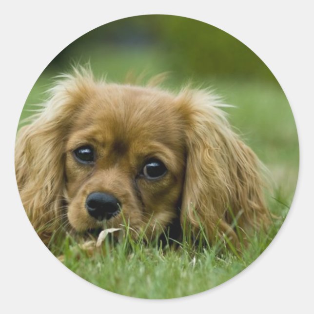 Cavalier King Charles Spaniel Ruby Classic Round Sticker (Front)