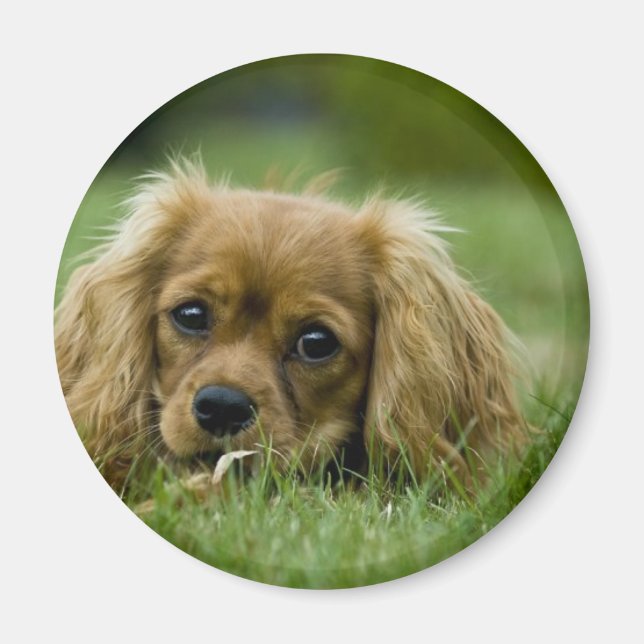 Cavalier King Charles Spaniel Ruby Magnet (Front)