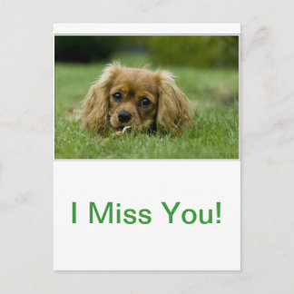 Cavalier King Charles Spaniel Ruby Postcard