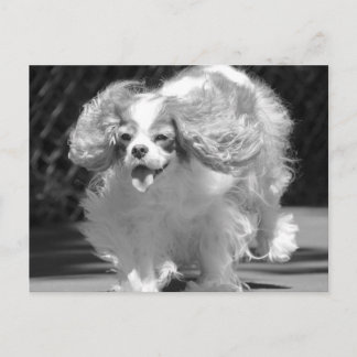Cavalier King Charles Spaniel Running Postcard