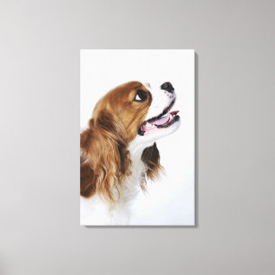 Cavalier King Charles Spaniel, side view Canvas Print