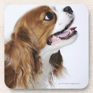 Cavalier King Charles Spaniel, side view Coaster