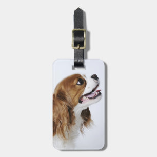 Cavalier King Charles Spaniel, side view Luggage Tag
