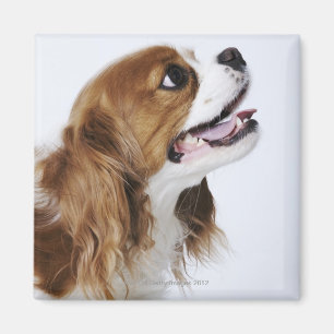 Cavalier King Charles Spaniel, side view Magnet
