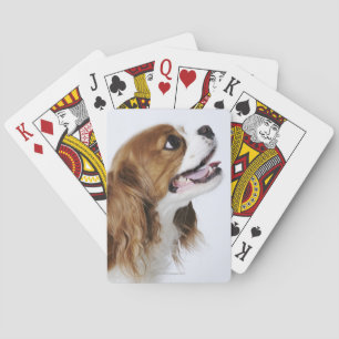 Cavalier King Charles Spaniel, side view Playing Cards