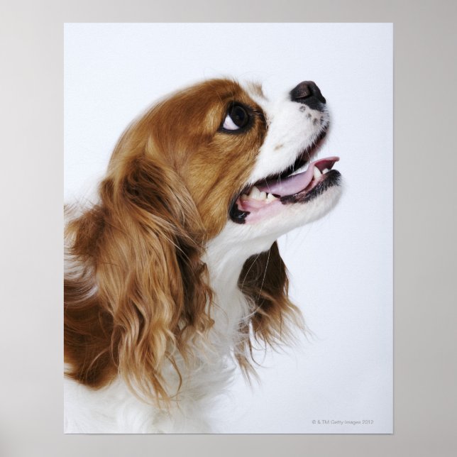 Cavalier King Charles Spaniel, side view Poster (Front)