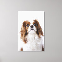 Cavalier King Charles Spaniel sitting in studio