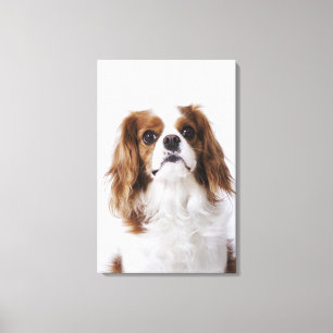 Cavalier King Charles Spaniel sitting in studio Canvas Print