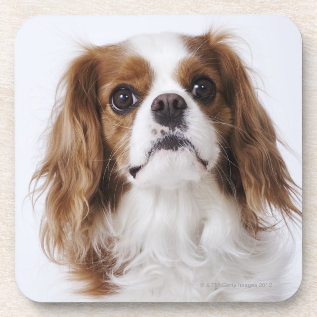 Cavalier King Charles Spaniel sitting in studio Coaster (Front)