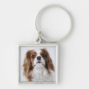 Cavalier King Charles Spaniel sitting in studio Keychain
