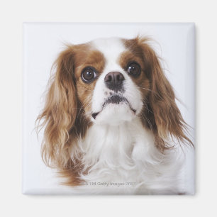 Cavalier King Charles Spaniel sitting in studio Magnet