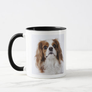Cavalier King Charles Spaniel sitting in studio Mug