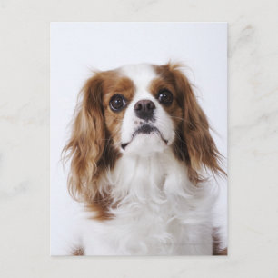 Cavalier King Charles Spaniel sitting in studio Postcard