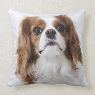 Cavalier King Charles Spaniel sitting in studio Throw Pillow