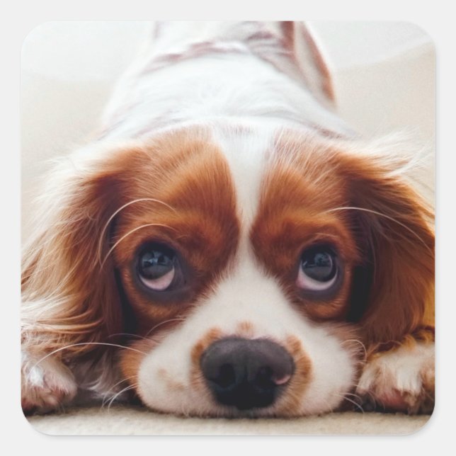 Cavalier King Charles Spaniel Square Sticker (Front)