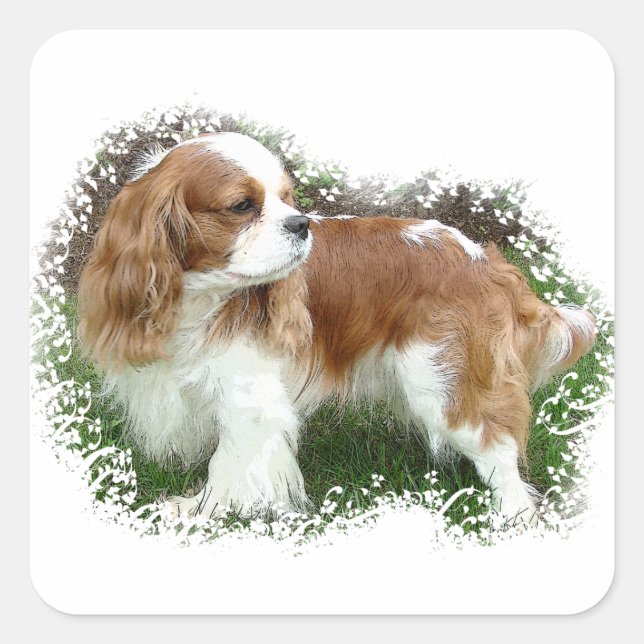 Cavalier King Charles Spaniel Square Sticker (Front)