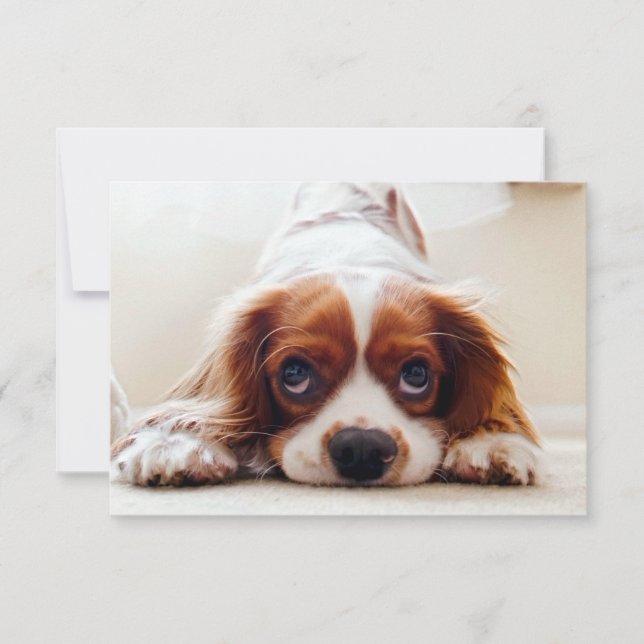 Cavalier King Charles Spaniel Thank You Card (Front)