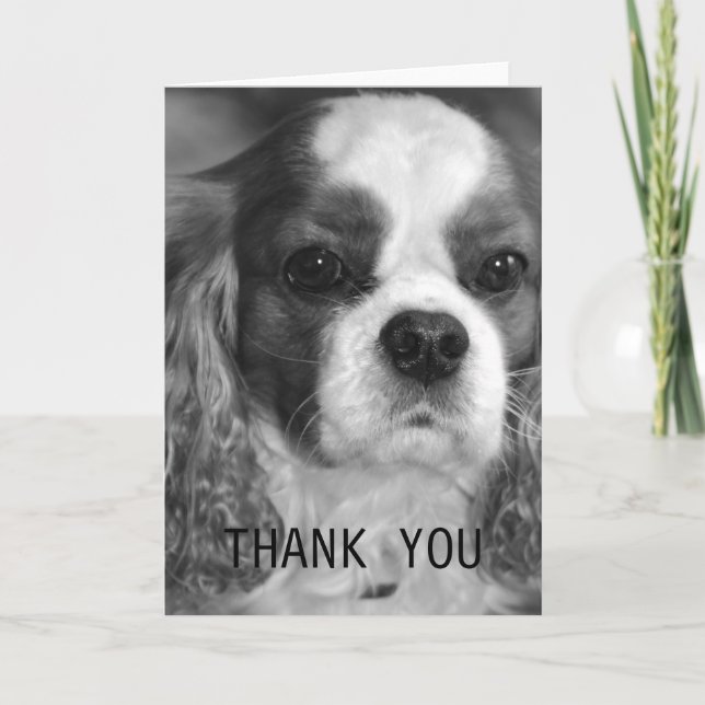 Cavalier King Charles Spaniel Thank You Card (Front)
