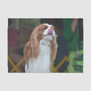 Cavalier King Charles Spaniel Tissue Paper