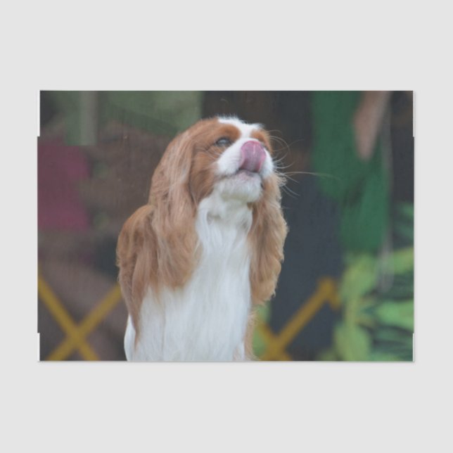 Cavalier King Charles Spaniel Tissue Paper (Front)