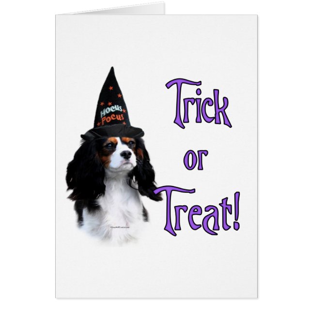 Cavalier King Charles Spaniel Trick (Front)