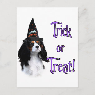 Cavalier King Charles Spaniel Trick Postcard