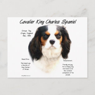 Cavalier King Charles Spaniel (tricolor) History Postcard