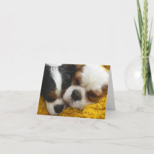 Cavalier King Charles Spaniels Blank Note Card