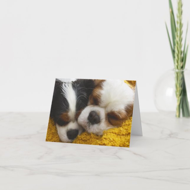 Cavalier King Charles Spaniels Blank Note Card (Front)