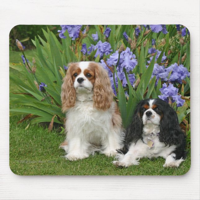Cavalier King Charles Spaniels in Iris Garden Mouse Pad (Front)