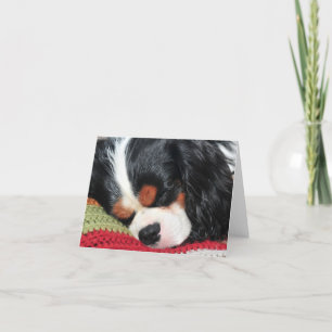Cavalier King Charles Tri-Colour Blank Note Card