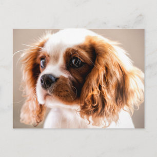 Cavalier king postcard