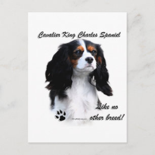 Cavalier Like No Other Breed Postcard