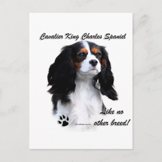 Cavalier Like No Other Breed Postcard (Front)