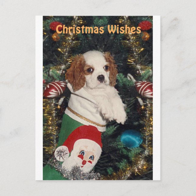 Cavalier Puppy In Christmas Stocking Holiday Postcard (Front)