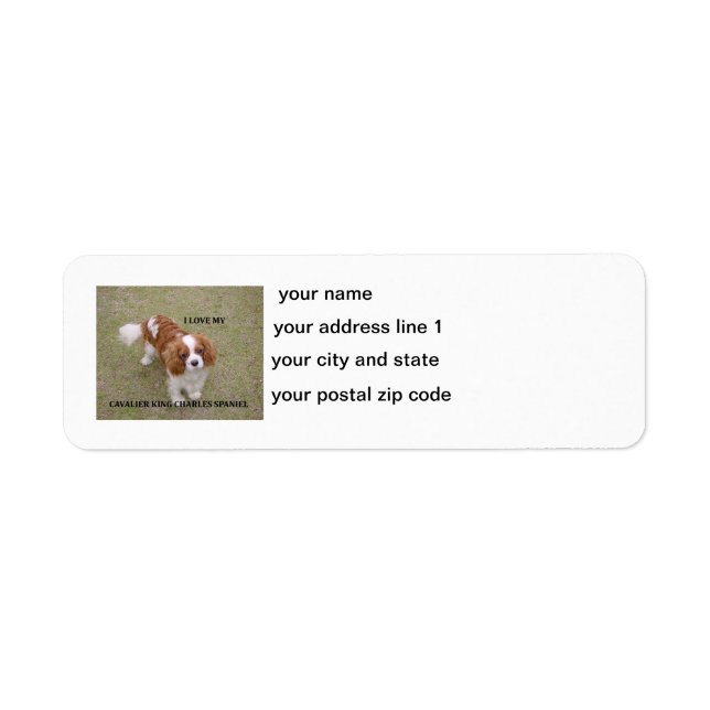 Cavalier-roi-charles-spaniel blenheim aime w pic. (Devant)