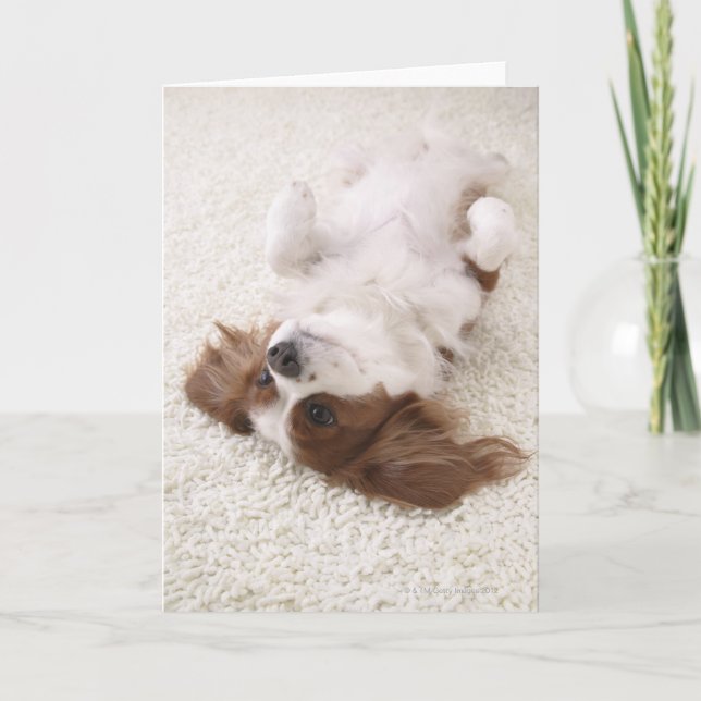 Cavalier showing belly card (Front)