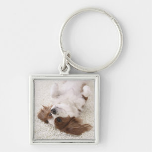 Cavalier showing belly keychain
