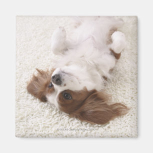 Cavalier showing belly magnet