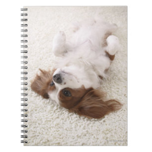 Cavalier showing belly notebook