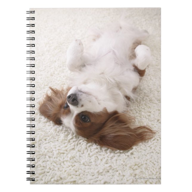 Cavalier showing belly notebook (Front)