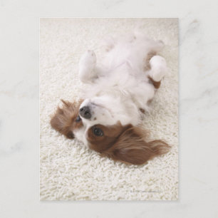 Cavalier showing belly postcard