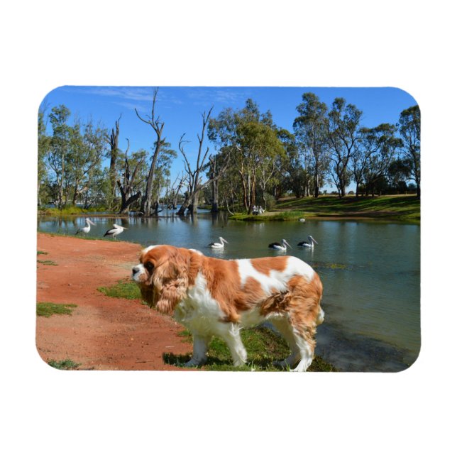 Cavalier Spaniel And Pelicans,  Magnet (Horizontal)