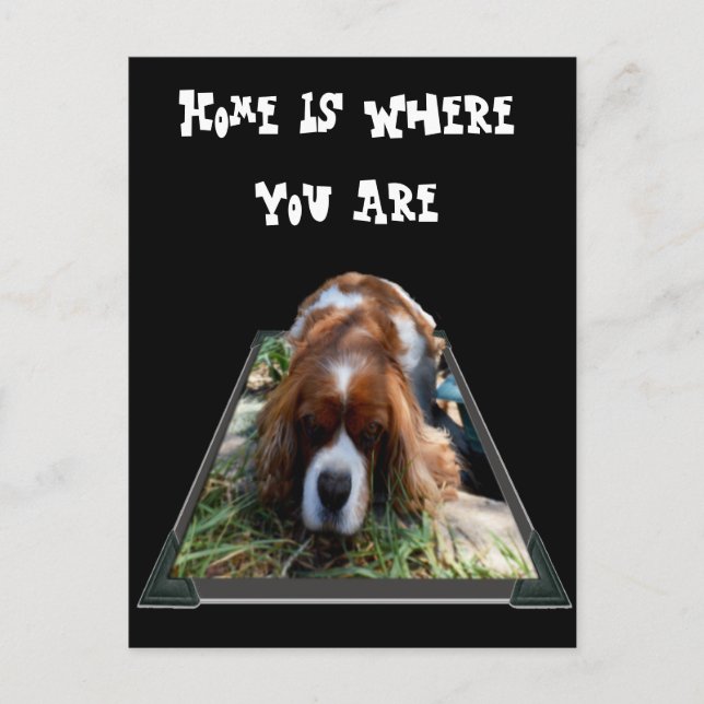 Cavalier Spaniel, Carte postale (Devant)
