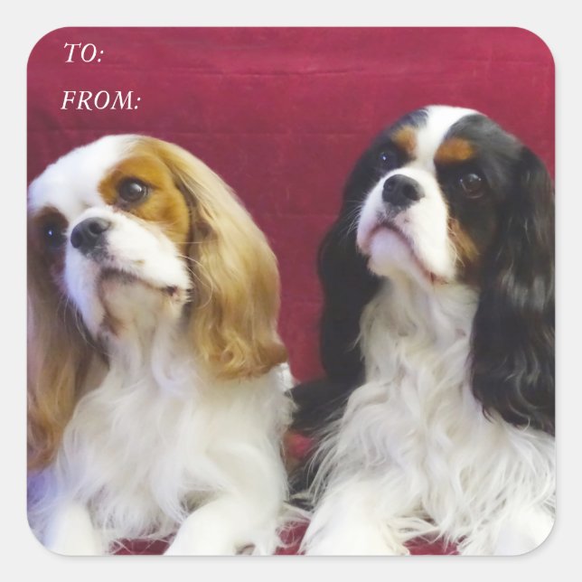 Cavalier Spaniels Gift Tag Stickers (Front)