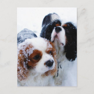 Cavaliers in the Snow Postcard